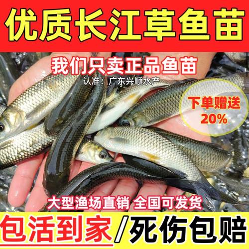 正宗草鱼苗鲤鱼可食用淡