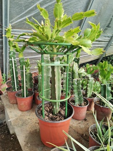 火龙果嫁接蟹爪兰支架多层双层花架植物爬藤架子兰花绿萝支撑架