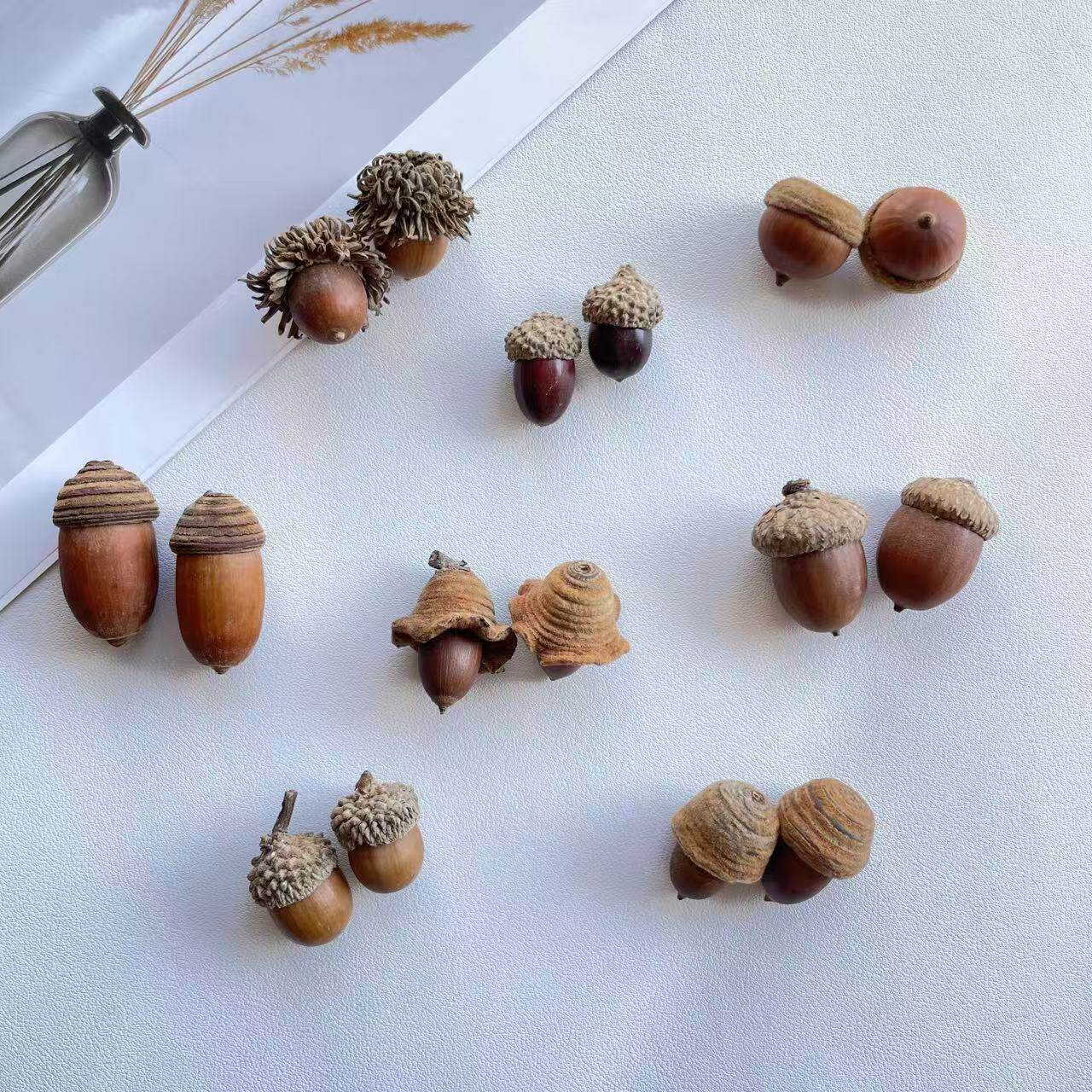 毛果青冈橡果橡子红槲栎天然果实标本diy材料自然植物北美红栎帽