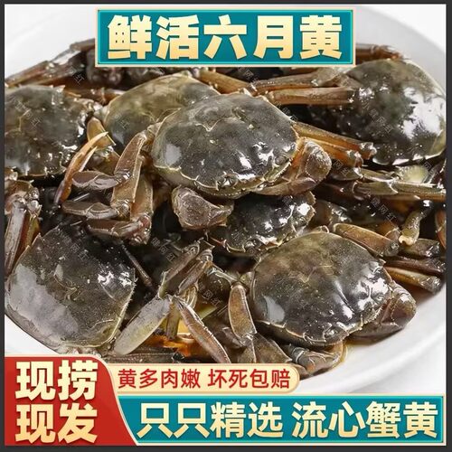 鲜活大闸蟹螃蟹六月黄河蟹香辣蟹