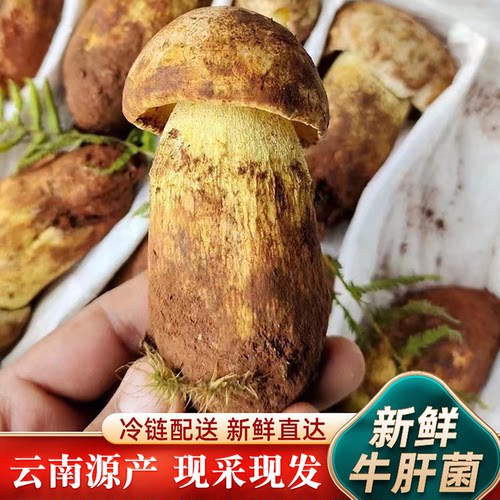 新鲜牛肝菌见手青野生菌松茸500g