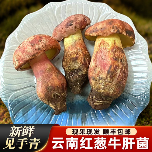 云南新鲜见手青红葱牛肝菌500g