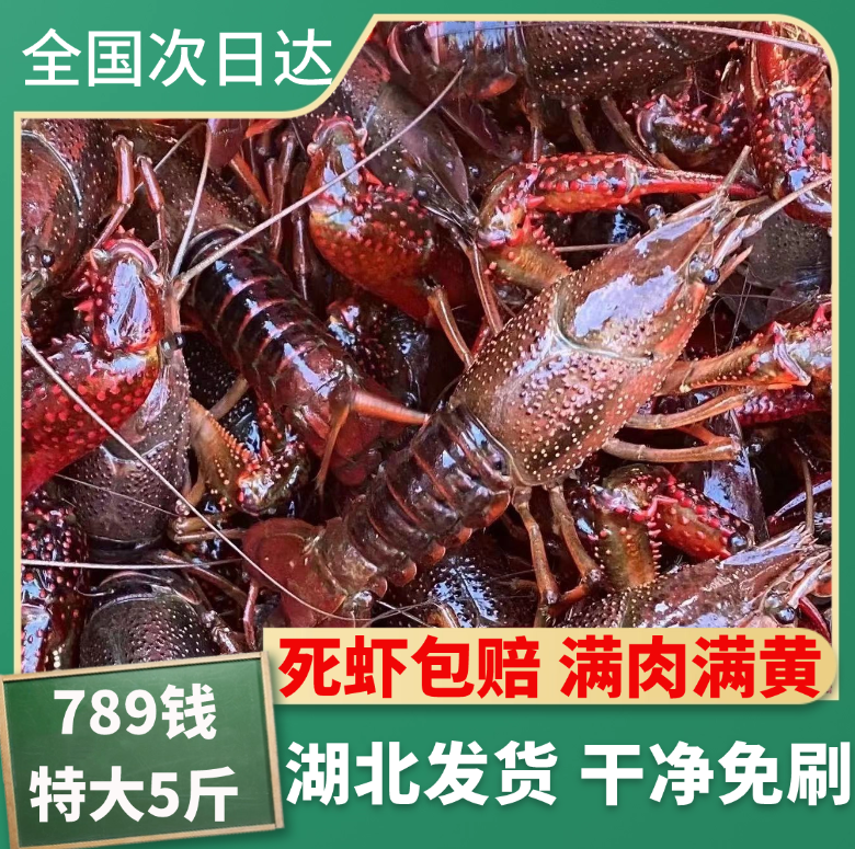 湖北潜江清水鲜活小龙虾自产自销789钱五斤大虾超大(现货现发)