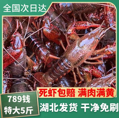 湖北潜江清水鲜活小龙虾自产自销789钱五斤大虾超大（现货现发）