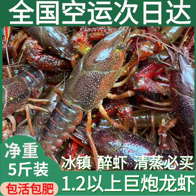 湖北潜江鲜活清水小龙虾超大特大号1.2钱以上巨炮头(干净免刷)
