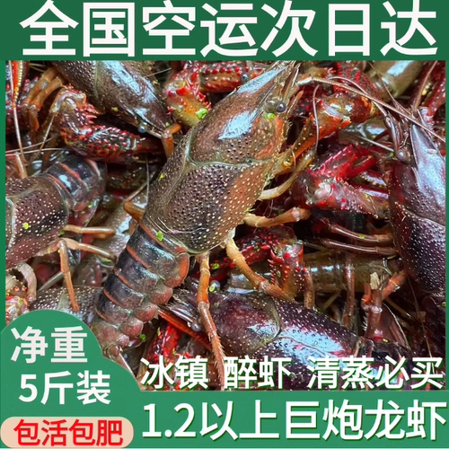 湖北潜江鲜活清水小龙虾超大特大号1.2钱以上巨炮头（干净免刷）