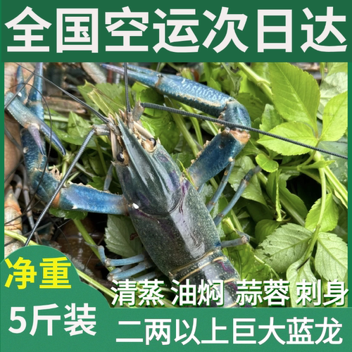 澳洲鲜活小龙虾超大特大巨大淡水养殖清水蓝龙虾2两（个大肉厚）