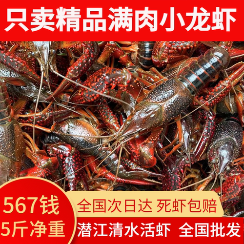湖北潜江鲜活小龙虾湖虾清水养殖虾567钱五斤满肉满黄(现货现发）