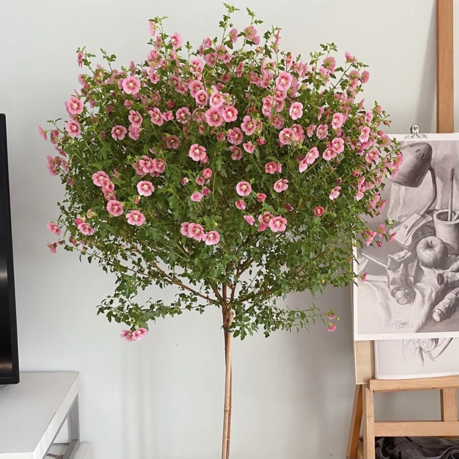 微草莓小木槿棒棒糖1加仑盆栽趣味四季开花阳台庭院美化 天语花圃