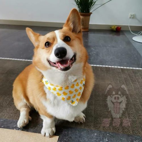 纯手工制作的宠物三角口水巾