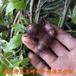 广西纯野生三叶青金丝吊葫芦石老鼠崖爬藤葫芦中药材新鲜吊金丝