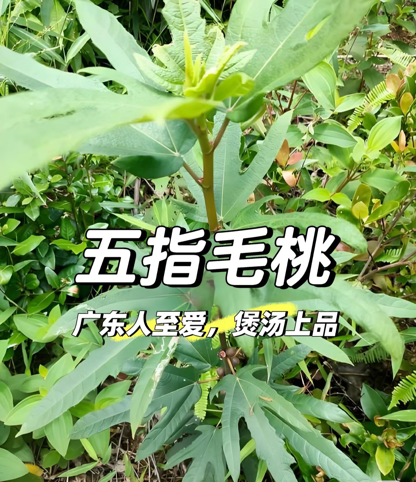 正宗野生五指毛桃中药材天然晒干五爪龙老根新鲜现挖煲汤料祛湿茶