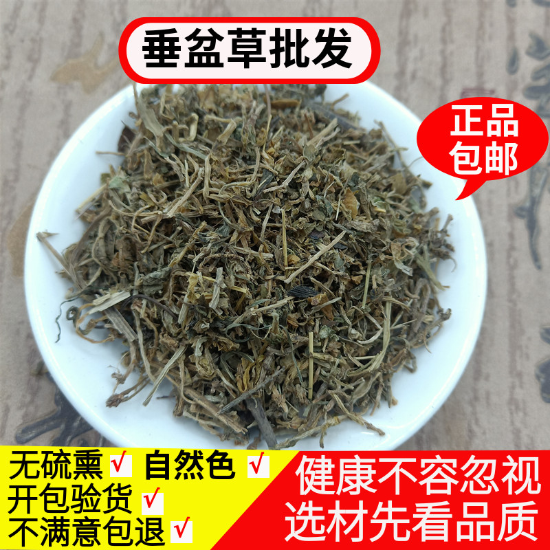 垂盆草中药材食用垂盆草泡茶 药用干货500克包邮锤盆草中草药店铺