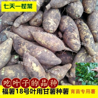 盆栽福薯18号叶用型种薯专吃叶子地瓜红薯红苕种育苗专用菜地用