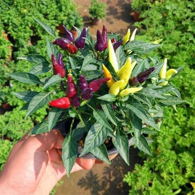五彩椒盆栽带果新鲜朝天椒可食用阳台庭院四季结果植物七彩辣椒苗