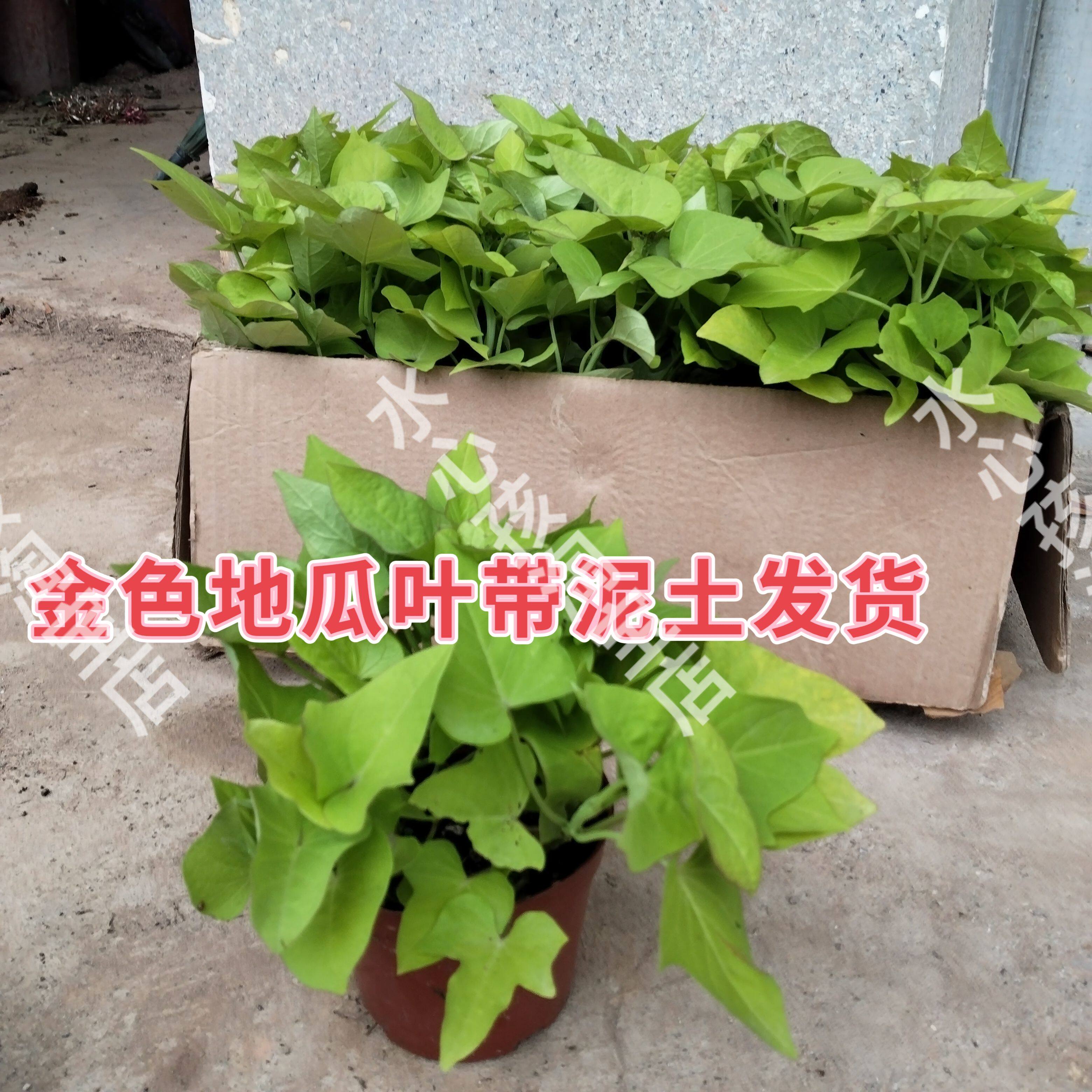 金叶地瓜叶阳台庭院种植欣赏绿化稀有贵货盆栽彩叶番薯叶品种红薯