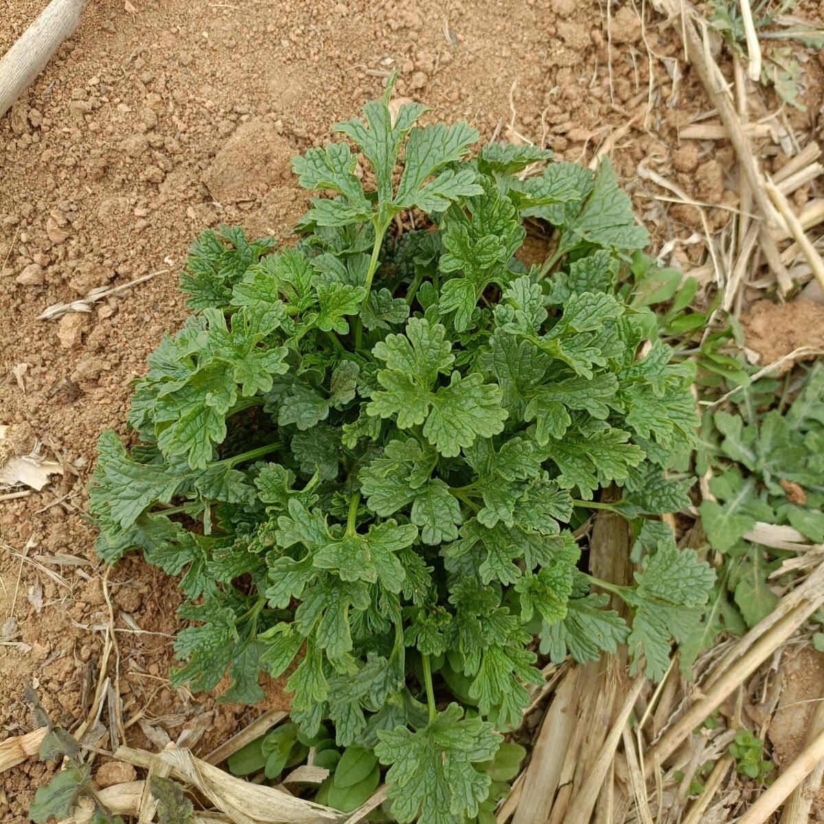 作业益母草现采姨妈草女人月经草原生态整棵红花纯天然可食用庭院