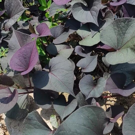 紫叶番薯苗紫色食叶番薯盆栽食叶红薯苗绿化工程苗绿化观赏阳台菜