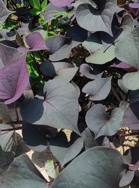 紫叶番薯苗紫色食叶番薯盆栽食叶红薯苗绿化工程苗绿化观赏阳台菜