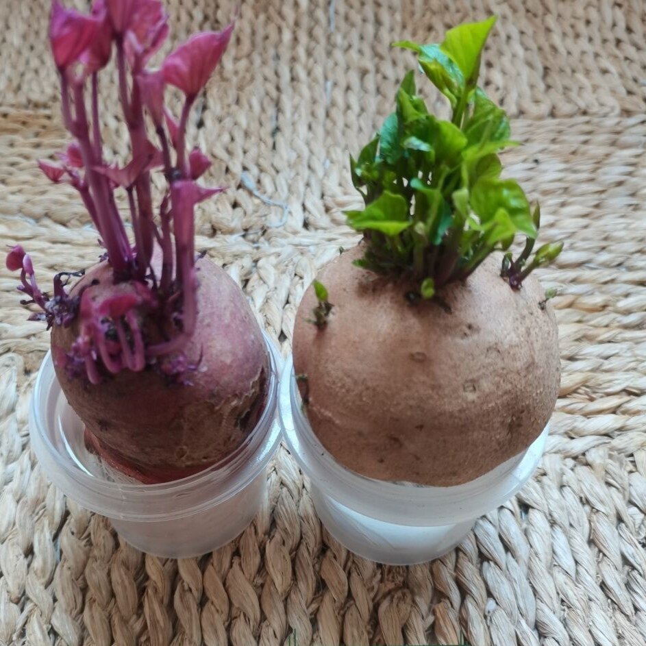 水培地瓜芽观察盆栽幼儿园红薯苗生长发芽红薯植物角地瓜叶番薯叶