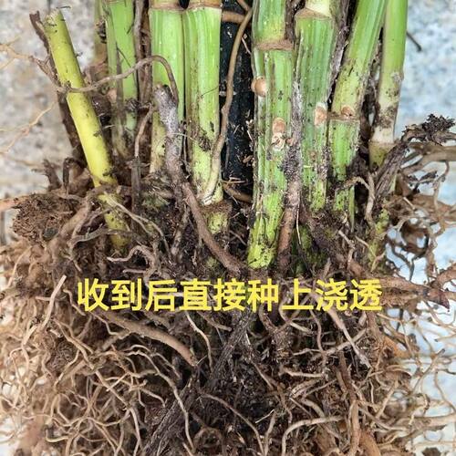 大叶绿萝盆栽室内客厅办公室桌面绿植花卉盆景好养活四季常青