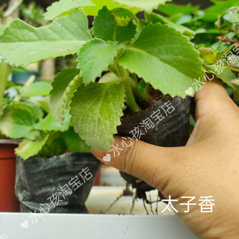 藿香种子大茴香可驱蚊霍香太子香香草籽鱼香草阳台盆栽易种蔬菜