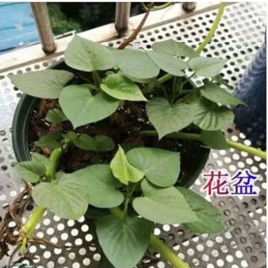 食叶型台湾地瓜叶红薯苗 台农71号专用吃叶子苕尖阳台蔬菜薯叶苗