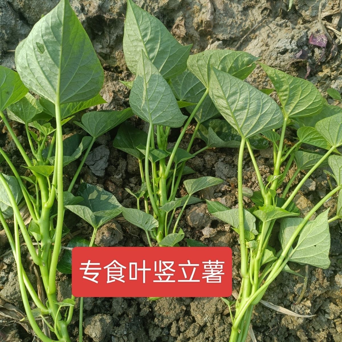 去叶发货用型种薯专吃叶子地瓜红薯红苕种育苗专用菜地用黄色食叶