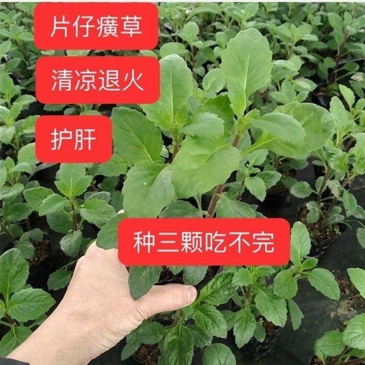 正宗漳州片仔癀草白凤菜可食用药用绿植盆栽阳台庭院植物好养榨汁
