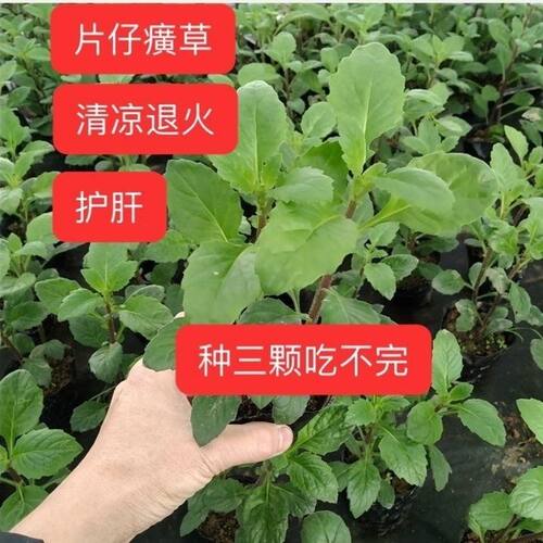 正宗漳州片仔癀草白凤菜可食用药用绿植盆栽阳台庭院植物好养榨汁