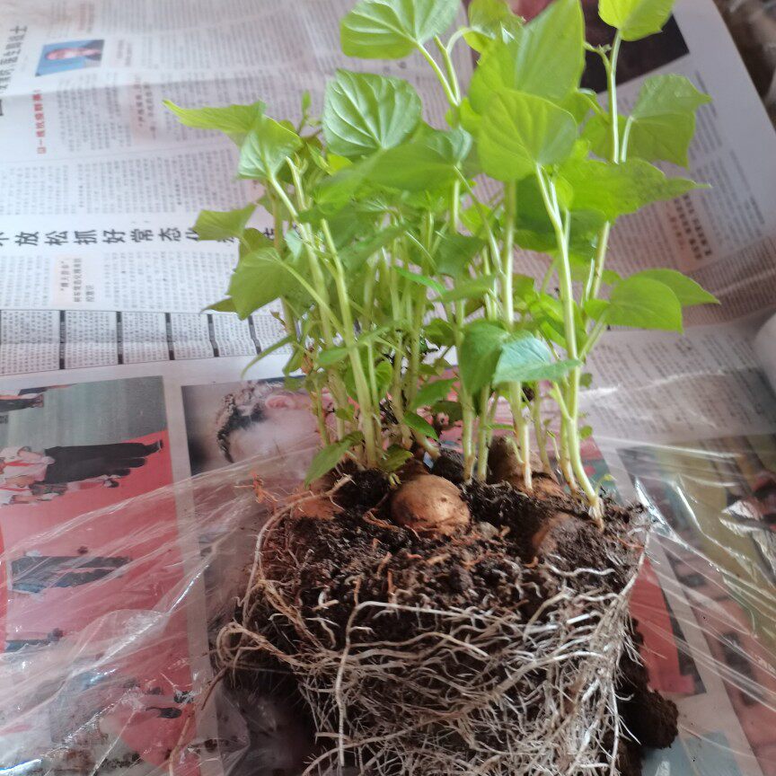 福薯18号薯种地瓜叶食叶型多分叉品种不撕皮品种盆栽苗好养红薯苗