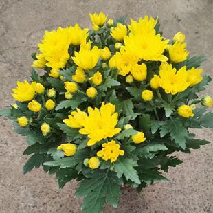 带花苞菊花盆栽鲜花直发黄菊花白菊花盆栽耐寒耐热清明节专用带土