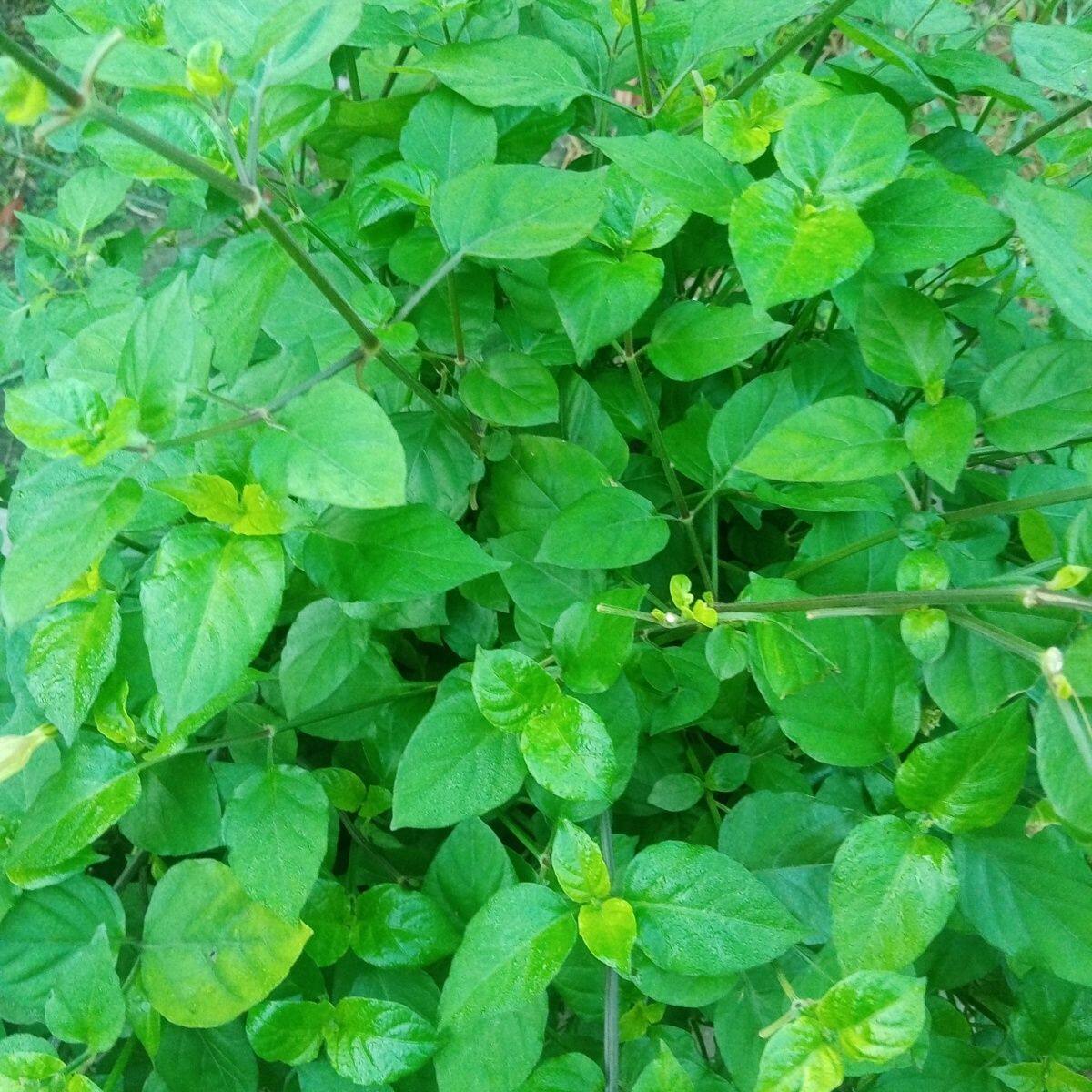 多年生养生野菜贵族  血通菜苗热卖中 血通菜酒店常用特色招牌菜