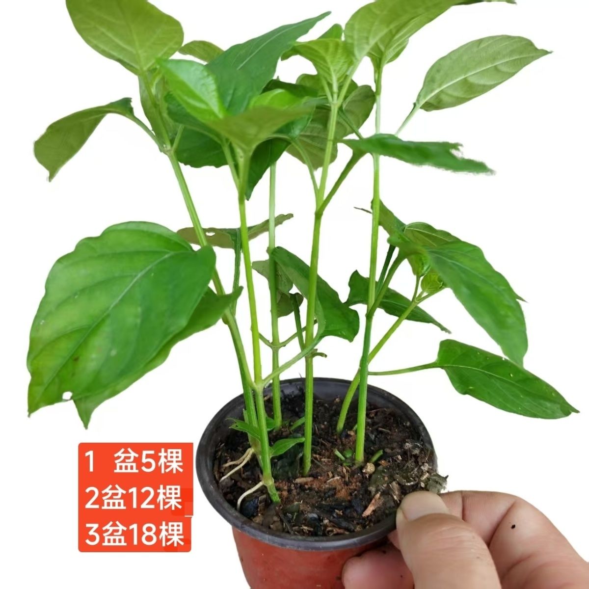 25盆盆栽血通菜庭院种植野菜贵族饭店特色火锅凉拌菜阳台绿植好