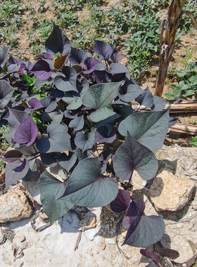 紫叶番薯苗紫色食叶番薯盆栽食叶红薯苗绿化工程苗18元5棵阳台菜