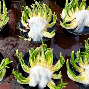 雕刻种球室内盆栽绿植物球根水培土培花卉矮化种球削好开花带香味