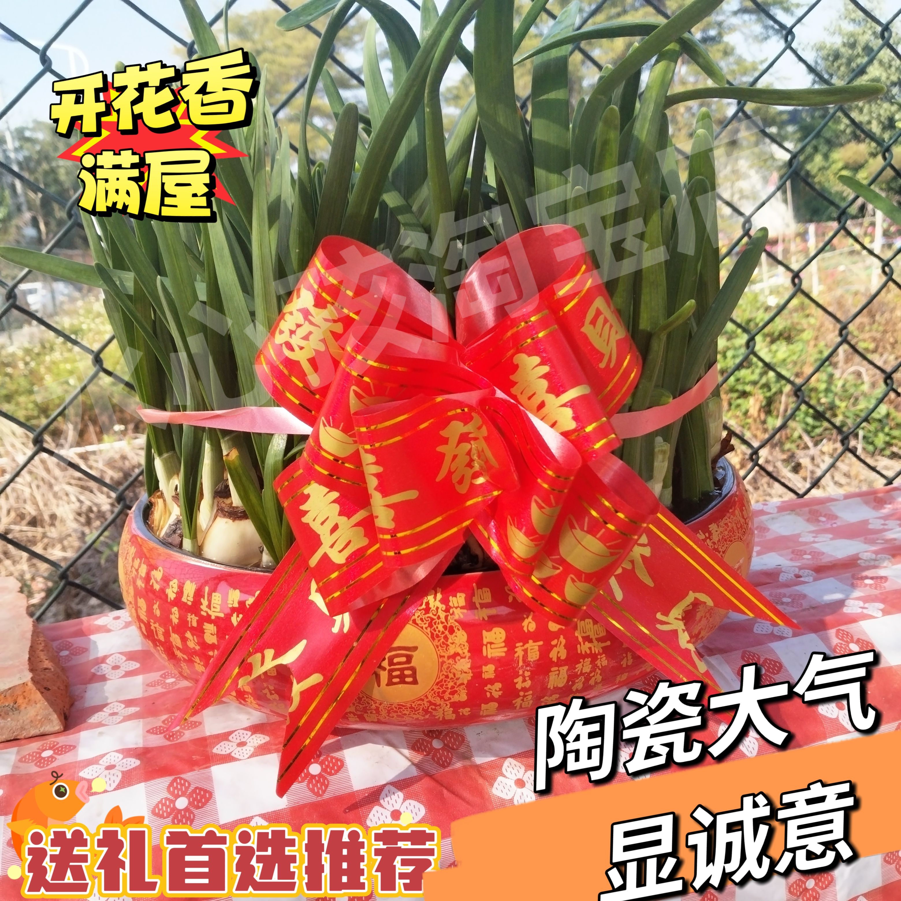 漳州水仙花种球满盆水培带根带叶水养室内阳台花卉年宵盆景陶瓷盆