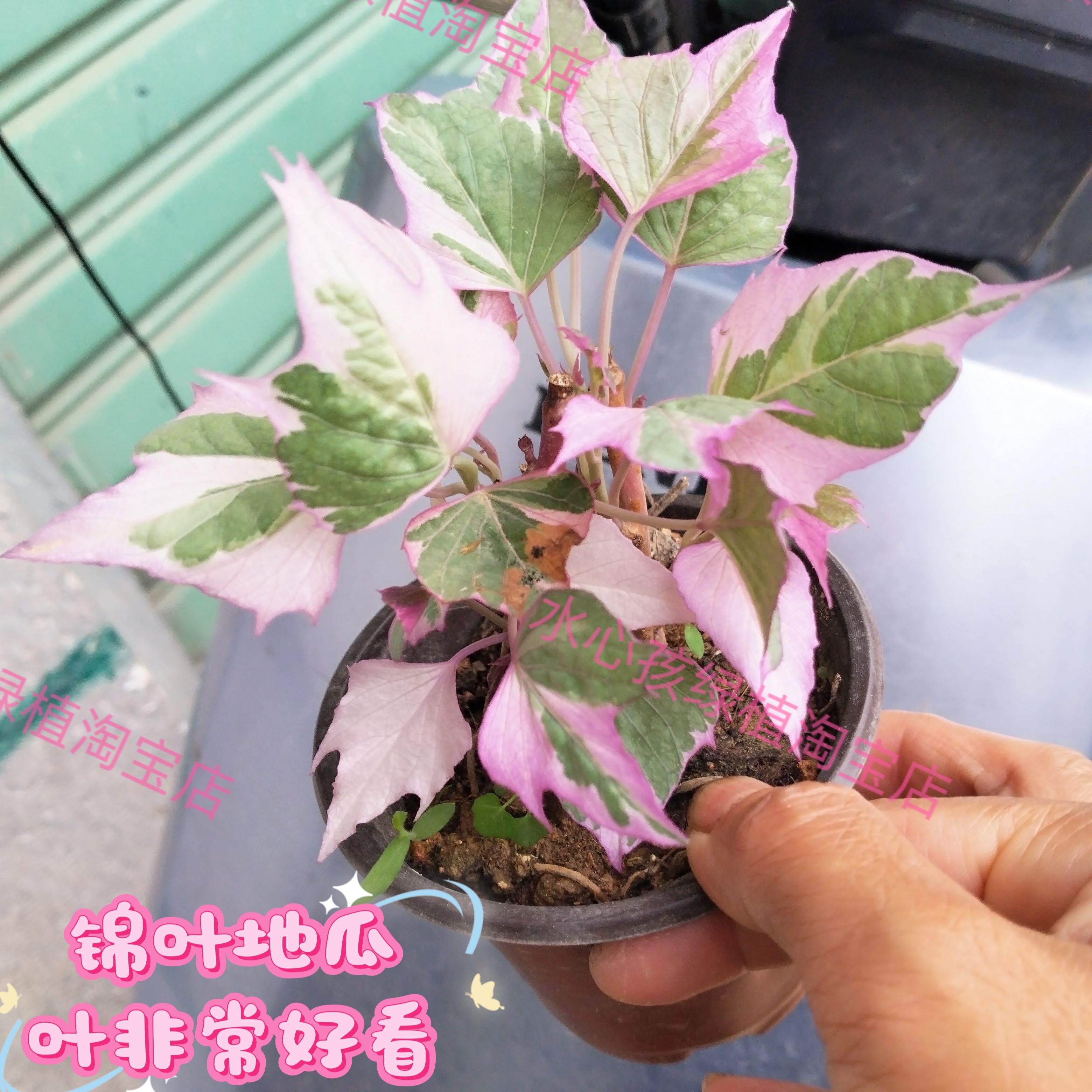 锦叶地瓜叶别墅公园番薯叶盆栽庭院红薯阳台绿植可爬藤红薯叶锦苗