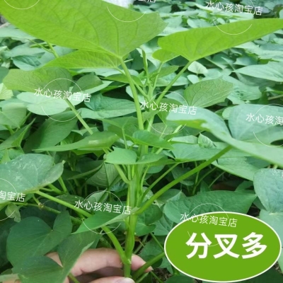 台湾地瓜叶种苗 食叶型福薯18 台农71 红薯叶苗蔬菜番薯苗番薯叶