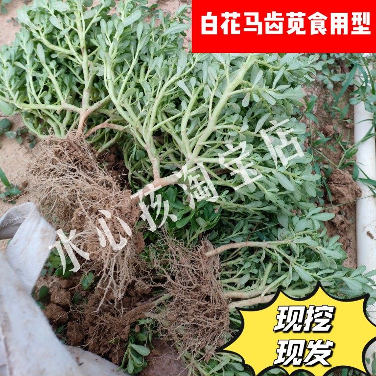 白花马齿苋菜园现采新鲜白枝猪母菜蛇兰草白咬墙白花老鼠耳凉拌菜