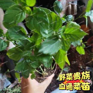 血通菜苗绿线叶宽叶十万错铁打草盗偷草四季野菜当季火锅蔬菜活苗
