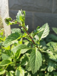 漳州片仔癀草苗白凤菜苗 植物盆栽生泡茶饮可食用新鲜 下火