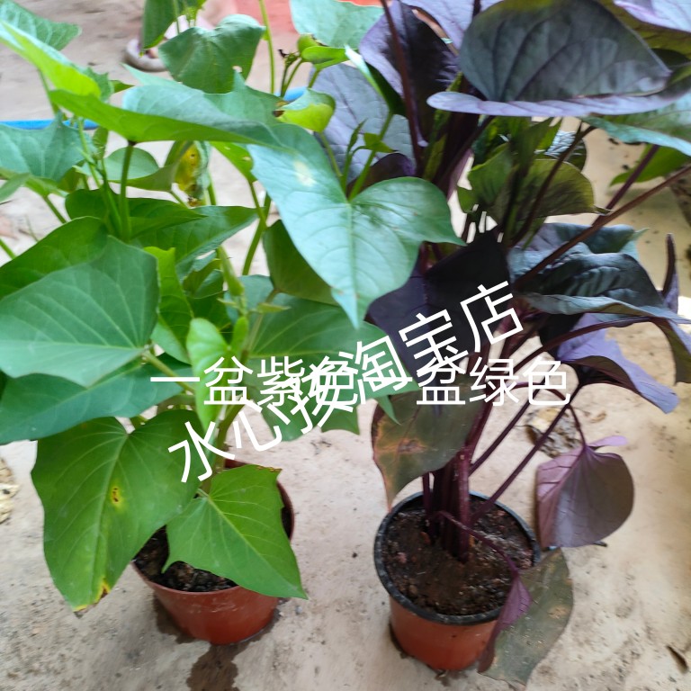 食叶型红薯品种紫叶番薯紫藤地瓜紫薯甘薯食用蔬菜可做观赏盆栽