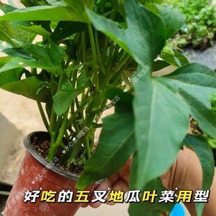 专吃叶子五叉叶红薯苗食叶型地瓜番薯苗种子食用山芋红苕种植苗秧