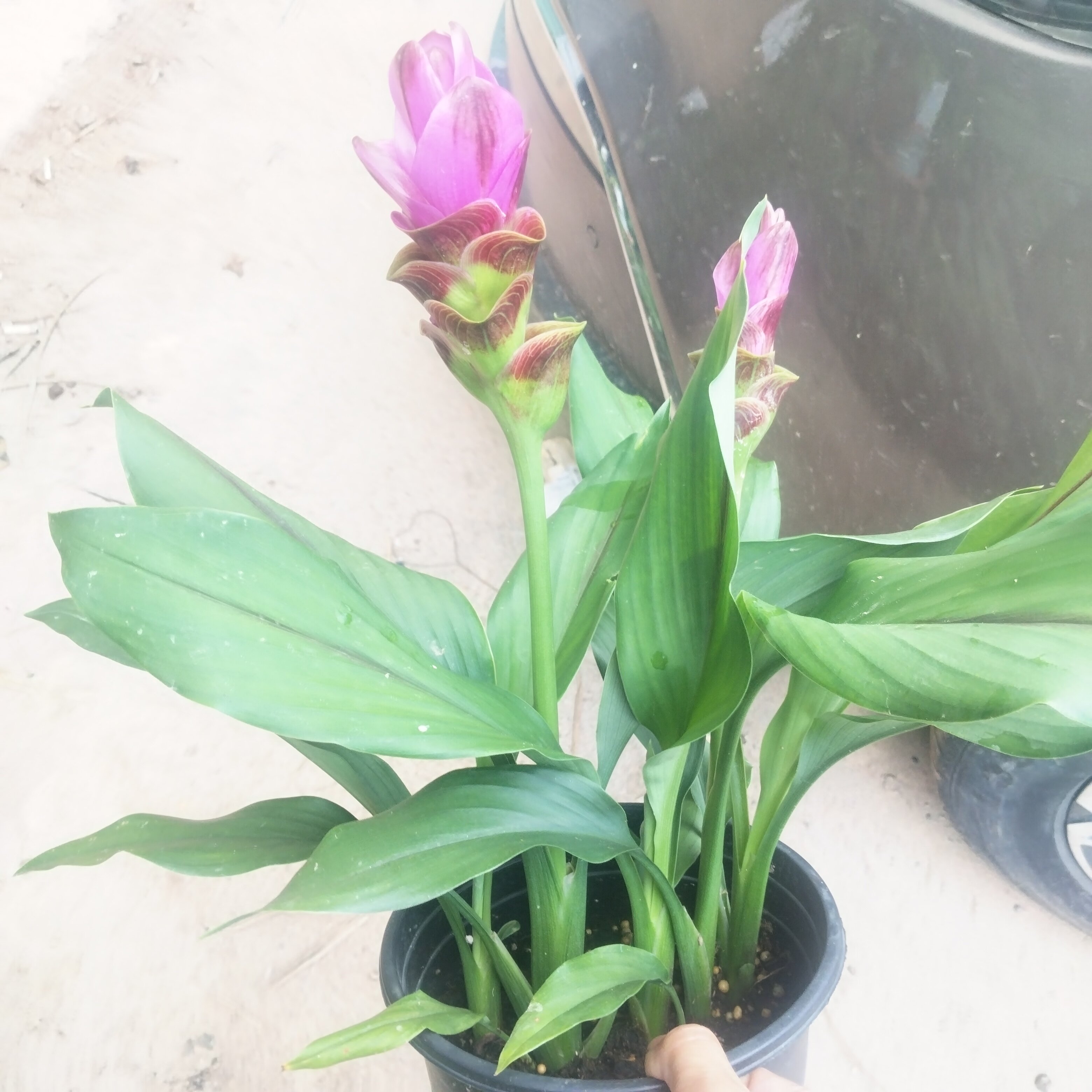 暹罗姜种球多年生耐寒好养活阳台庭院种植姜荷花好养拜佛盆栽夏季