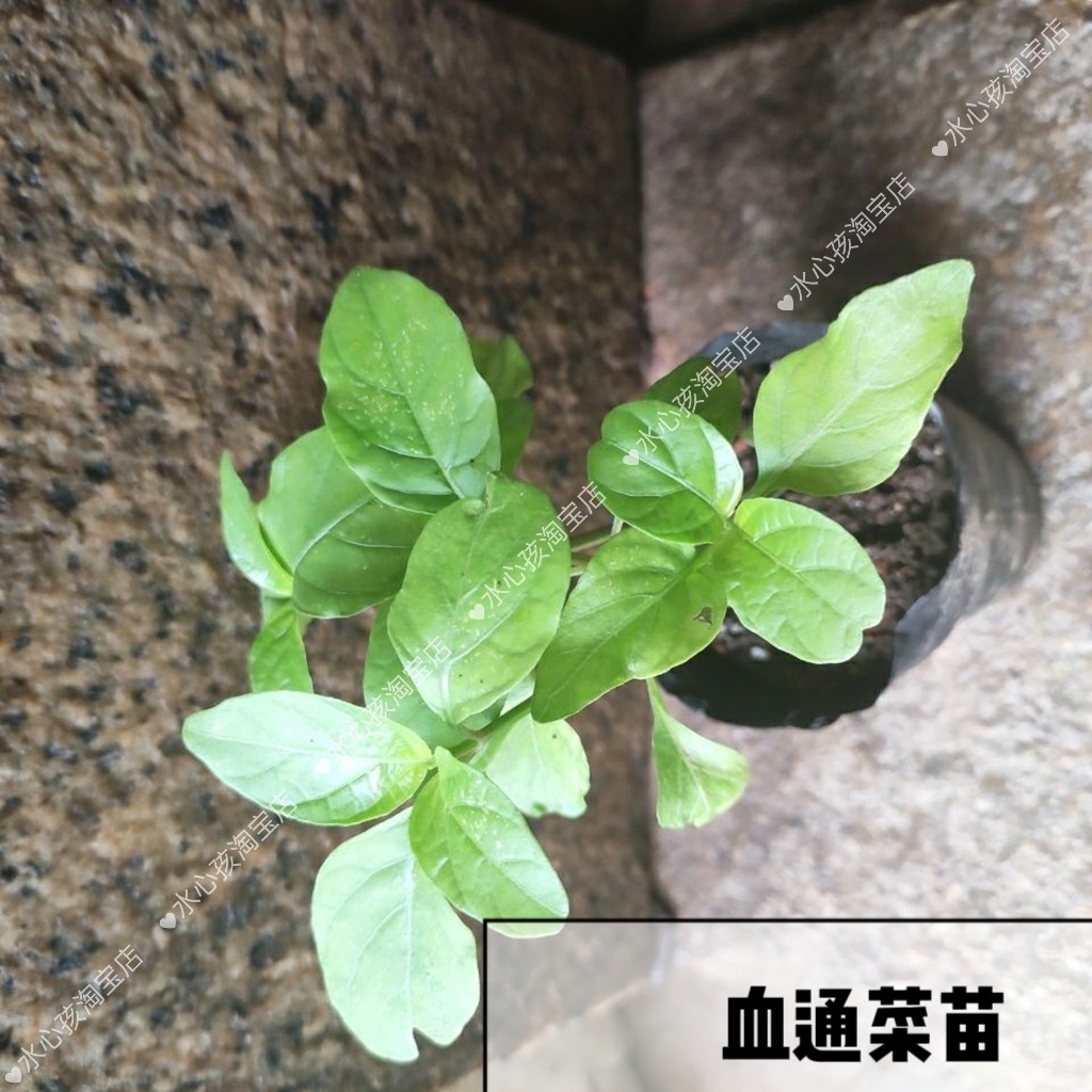 血通菜 多年生草本植物 野菜贵族海南特有的养生食材家庭 园林