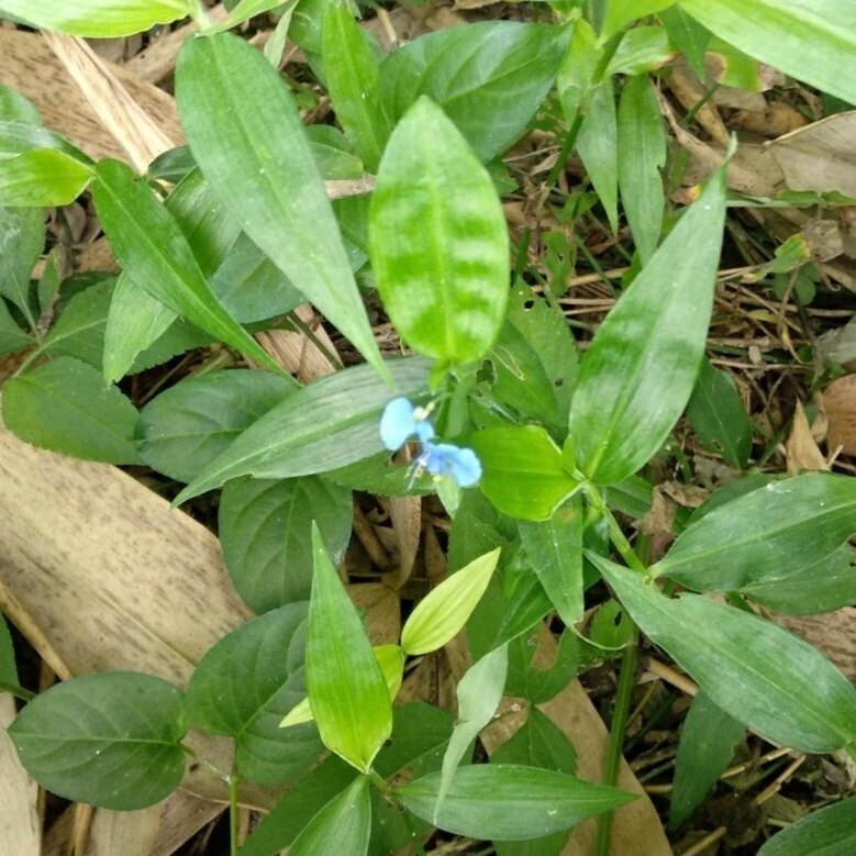 鸭拓草新鲜现釆水竹叶草竹节叶菜碧水竹菜中草药材鸭食草