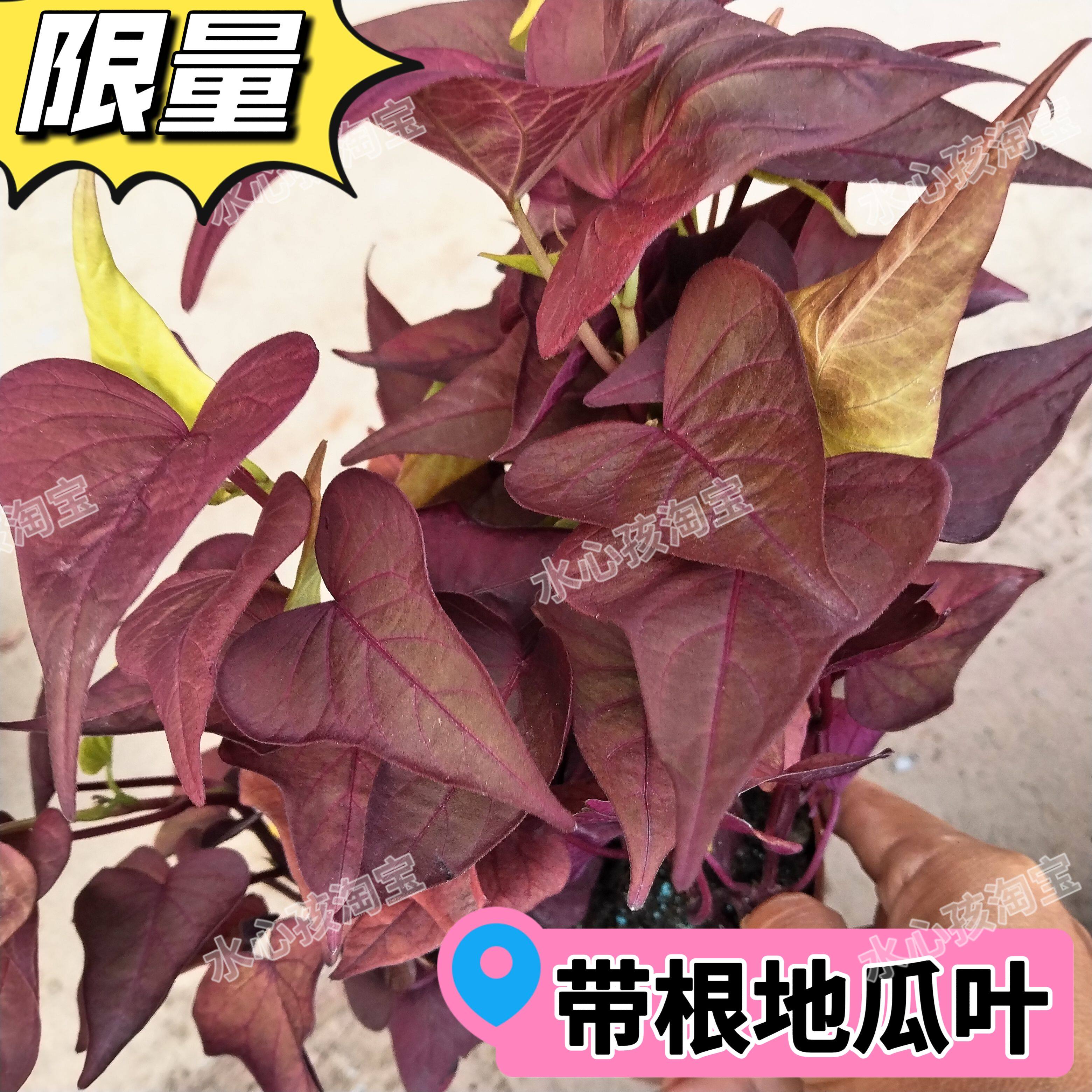红叶番薯叶食用地瓜叶阳台盆栽庭院爬藤别墅装扮工程绿化苗红薯苗