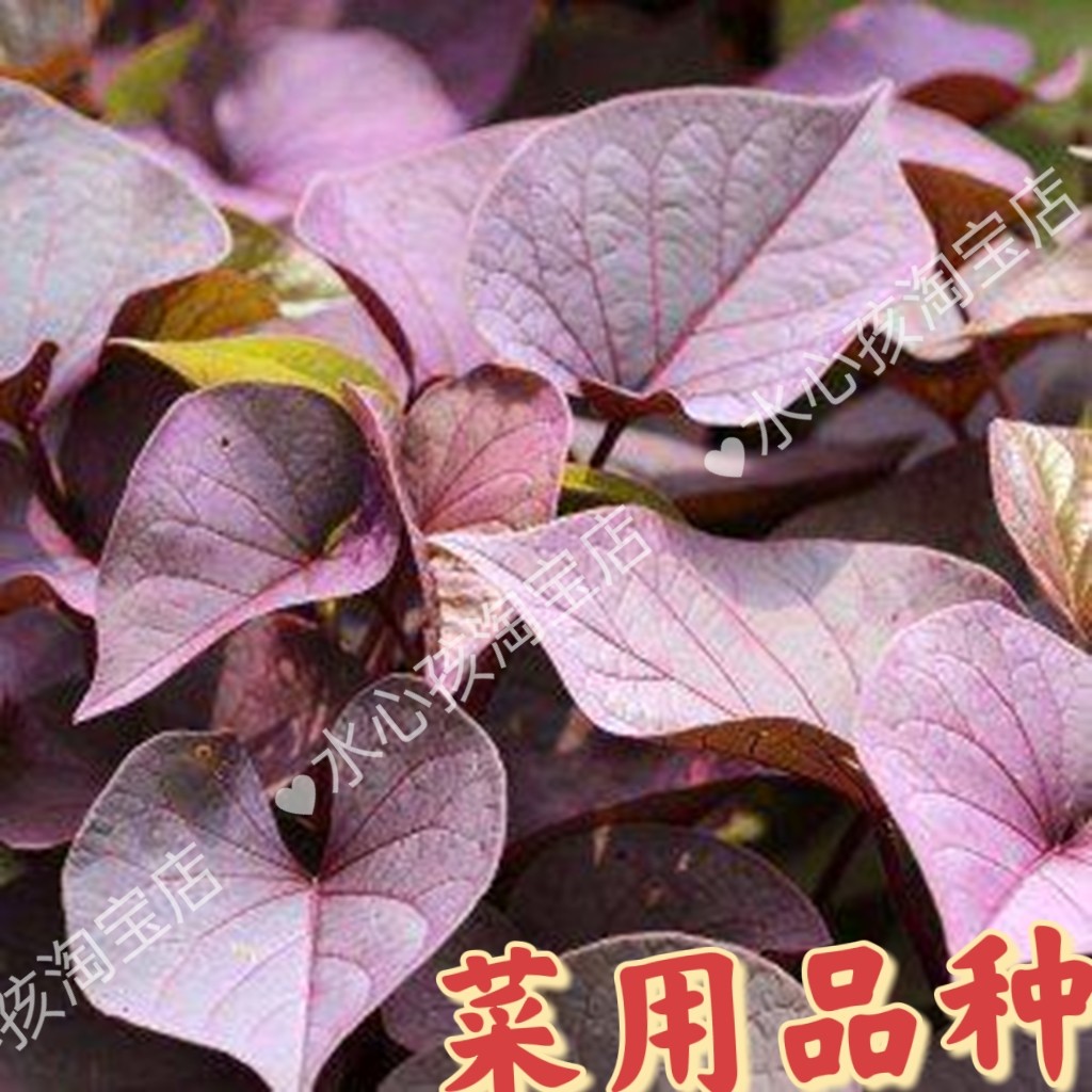 紫色专吃叶子食用型红薯叶苗番薯叶红薯秧苗地瓜叶苗老茎吃叶秧苗