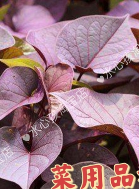 紫色专吃叶子食用型红薯叶苗番薯叶红薯秧苗地瓜叶苗老茎吃叶秧苗